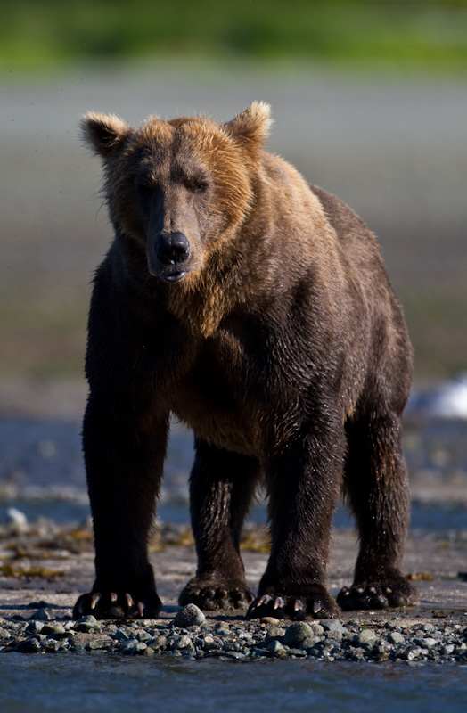 Grizzly Bear